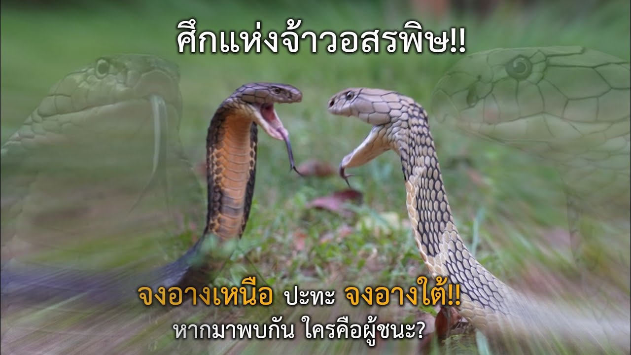 SEP EP.26 ศึกแห่งจ้าวอสรพิษ จงอางเหนือ ปะทะ จงอางใต้!! หากมาเจอกันใครจะเป็นผู้ชนะ?