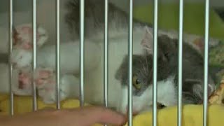 Owner of Plant City pet rescue allowed to keep 5 cats, 5 dogs, 100 birds