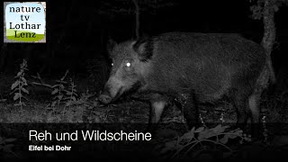 Reh und Wildschweine. Eifel bei Dohr