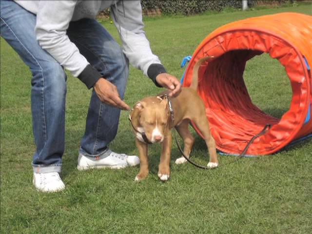 blue nose pitbull 8 months