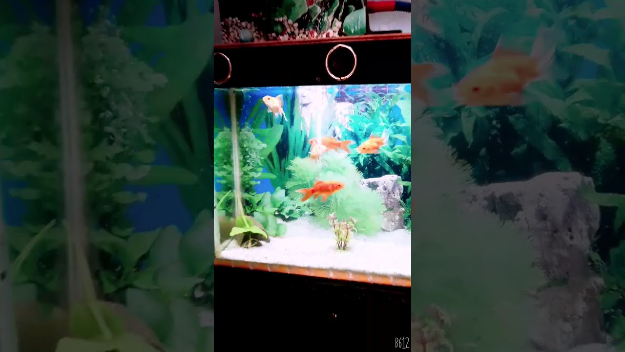 Ikan koki di aquarium - YouTube