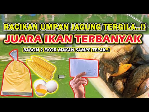 Umpan Mas Dari Jagung