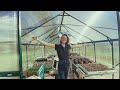 Moviendo Patos, Construcción del Invernadero, Más Fresas con Espárragos - Día en la Vida