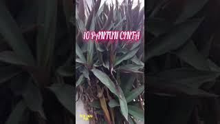 10 pantun cinta // pantun romantis 2020