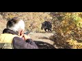 Sezonda Yaptığımız Muhteşem Domuz Avları / Amazing Wild Boar Hunts We Do İn Season