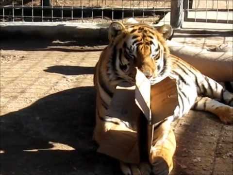 diablo 3 season 17 Forever Wild Exotic Animal Sanctuary-Taj 11-22-2011