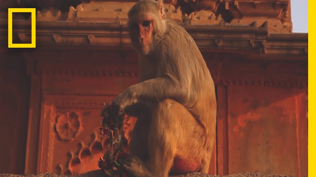 A Whirlwind Journey Through Varanasi Indiaand Beyond  Short Film Showcase