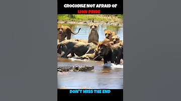 Crocodile V/S Lion & Tiger #viralshorts #viralytshorts #shorts #animalshorts #ytshorts #wildlife