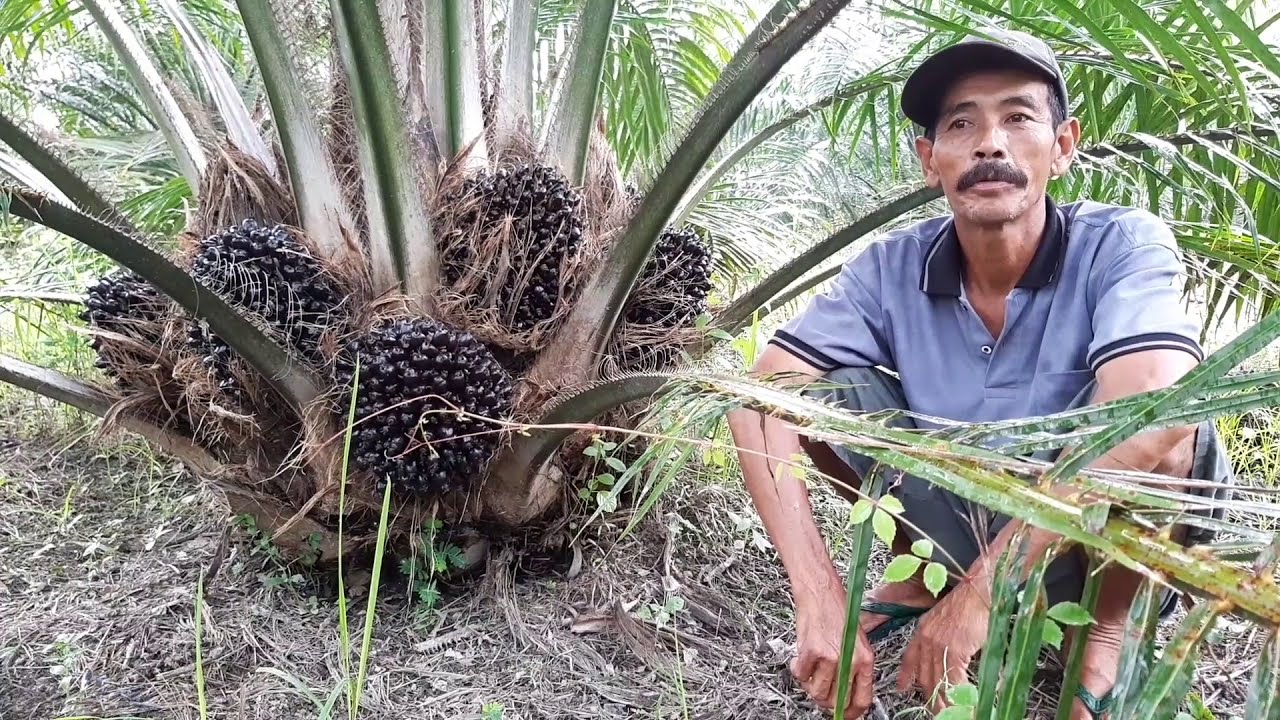 Bibit Kelapa Sawit Unggul TN1 | Kelapa Sawit Pelepah Pendek | PT. Bhakti Tani Nusa