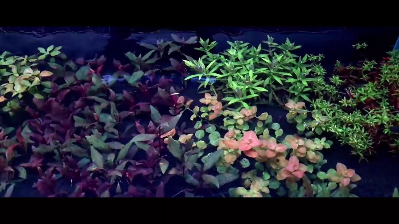 Shallow planted aquarium 