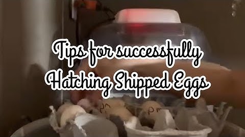 Tips for successfully hatching shipped hatching eggs!