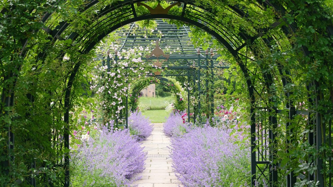 銀河庭園　バラが咲きました　2024 06 25  しほの旅日記