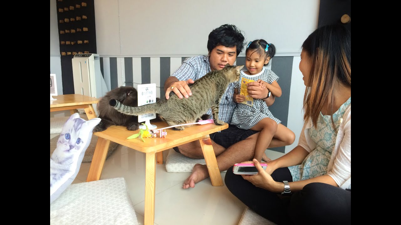 เล่นกับแมว @ Makura Cat Cafe'