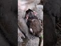 #MustWatch #TooCute #DailyDoseOfCuteness #MadeMyDay #AnimalsOfYouTube #HappyVibes #AdorableAnimals #