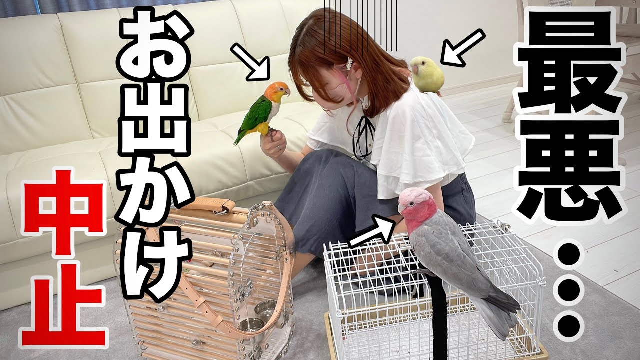 【1日密着】急遽お出かけ中止！？鳥3羽と暮らす主婦のリアル休日がバタバタすぎた件ww