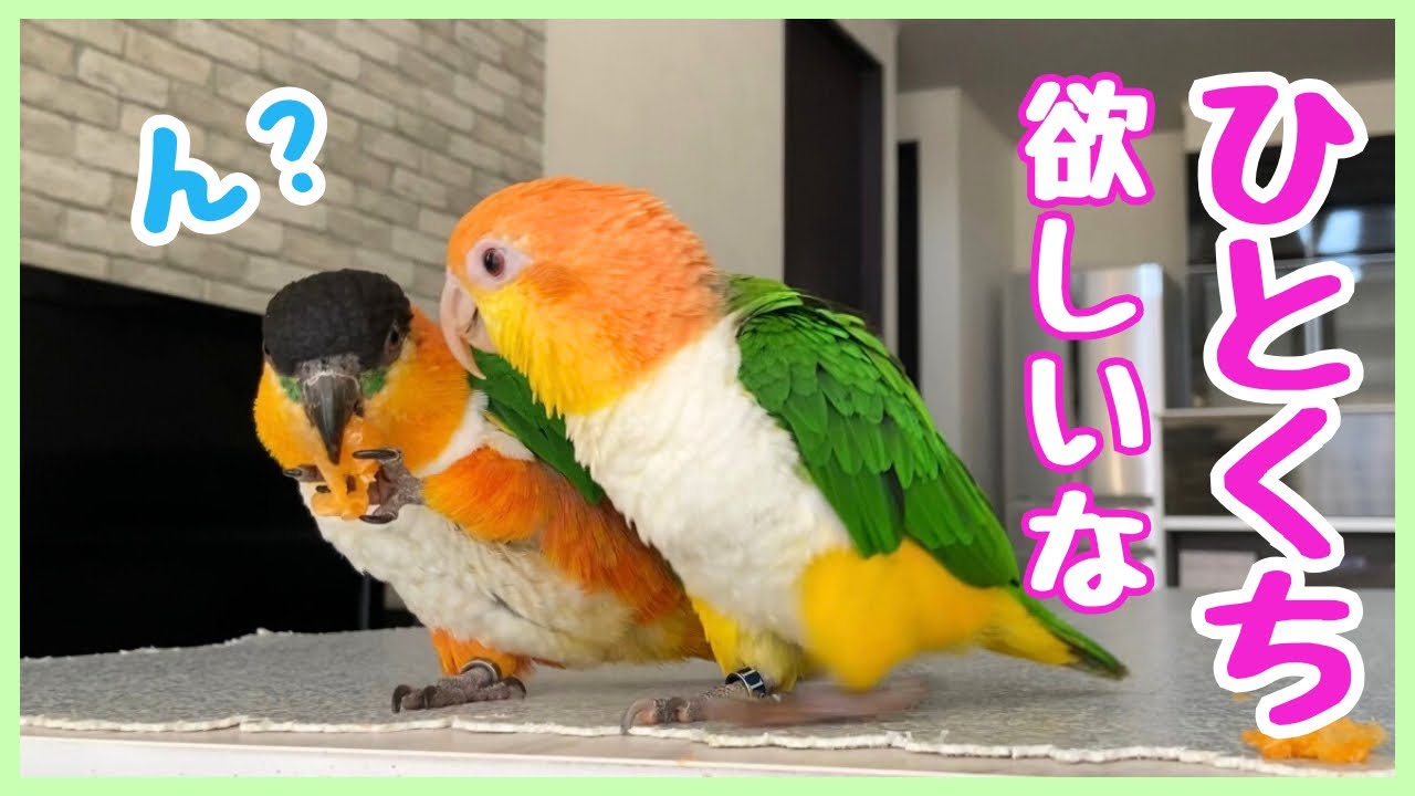 The caique parrots eating Japanese expensive orange - YouTube