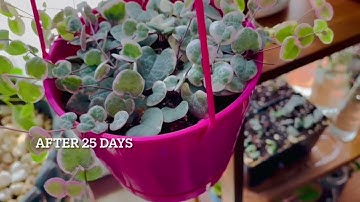 How to Propagate String of Hearts /3 Easy Way