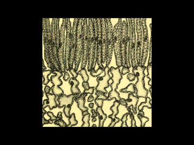 Force Placement - In The Midst [TB007]