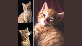 Fiery Quiet Kitten