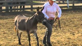 Geauga County Fair 2011