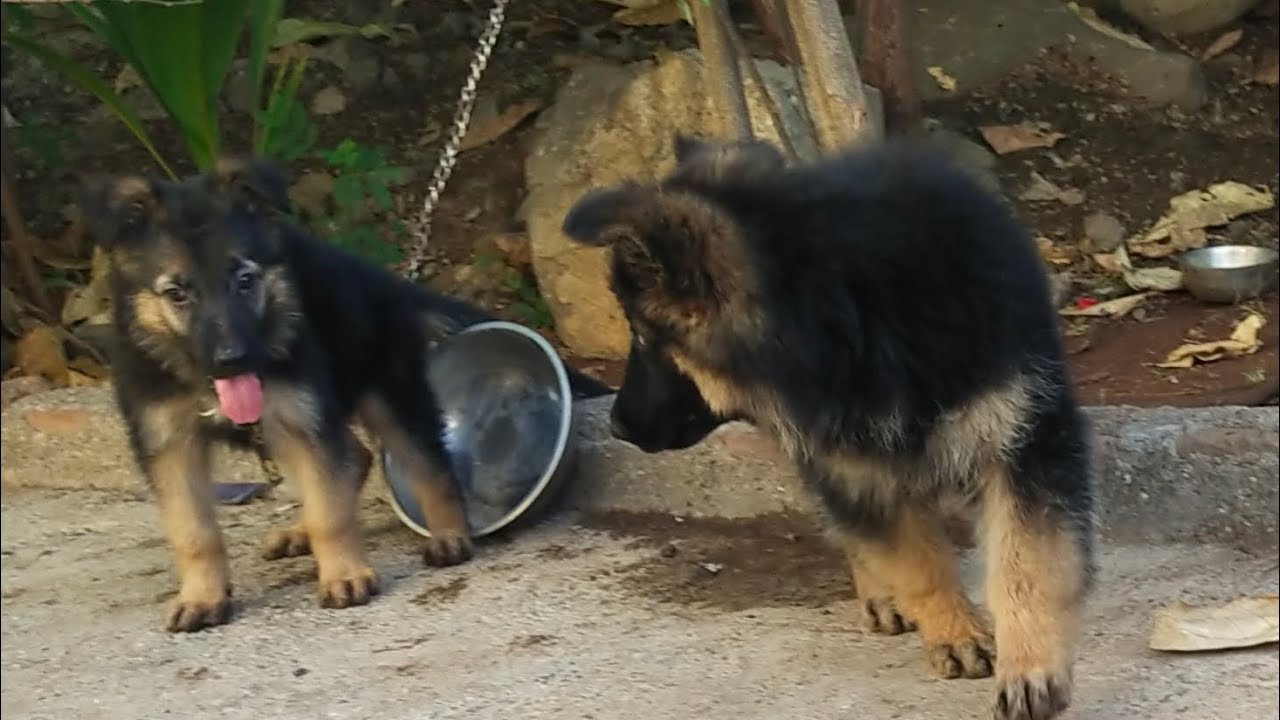 single coat vs long coat Garam shepard bebby dogs/ आगर आपभी लेरयेहे ये