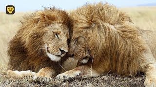 La Homosexualidad en el Reino animal (10 animales)