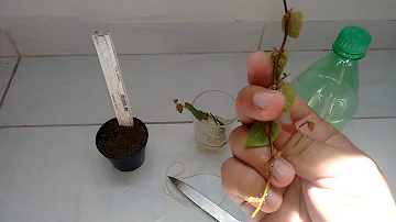 Como plantar uma muda de unha de gato?
