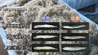「“目利き„厳選の旬シラス☆大臣賞の佃煮＆おすすめレシピも！」アップ！特集