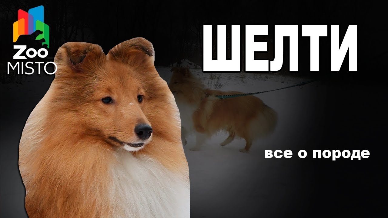 все о породе собак шотландская овчарка