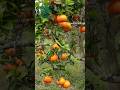 Cuánto sabes de TANGERINAS existen diferentes variedades