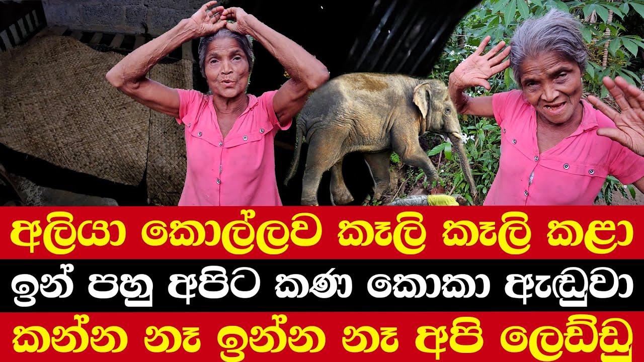 අලියා කොල්ලව කෑලි කෑලි කළා | ඉන් පහු අපිට කණ කොකා ඇඬුවා | කන්න නෑ ඉන්න නෑ අපි ලෙඩ්ඩු