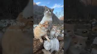 kucing lucu diminta baris rapi#comedy#kucinglucu#funny #kucinglucudanimut#cat#funnycats #funnyshorts