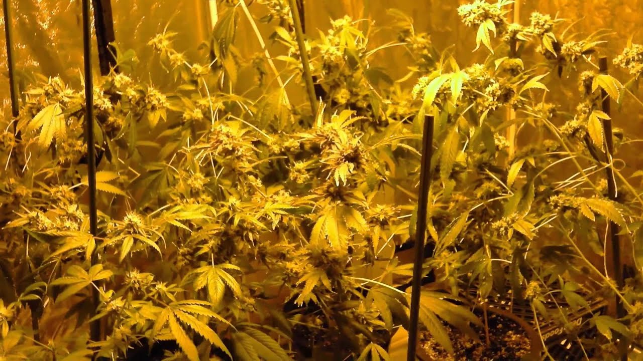 MG420 Harvest Day, OG Kush and Northern Lights 1080p YouTube