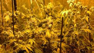 MG420: Harvest Day, OG Kush and Northern Lights 1080p