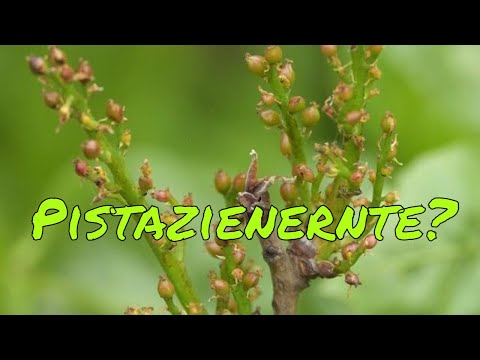 Pistazie trägt erste Früchte: Reicht die Bestäubung für eine Ernte?
