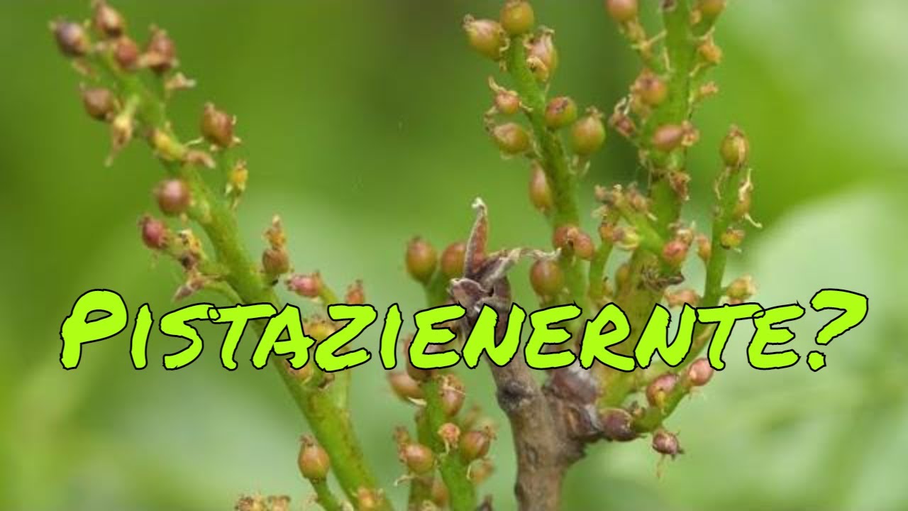 Pistazie trägt erste Früchte: Reicht die Bestäubung für eine Ernte?