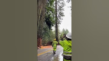 They Destroyed A Massive Tree