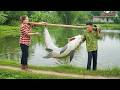 72 Hours Catching 100KG Giant Fish in the Swamp – Shocking Rural Survival! | Huong Daily Harvesting
