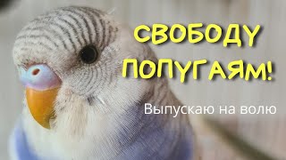 Свободу попугаям! Выпускаю из вольера и украшаю комнату/ Волнистые попугаи на выгуле