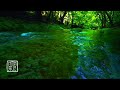 10 HOURS, 🍀Organic Plant Music by the River💦makes you💨relaxing and cool down in💗mind.HD 3D Sound.