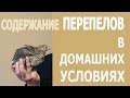 Содержание перепелов в домашних условиях на балконе в квартире. Мальковский Вадим.