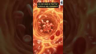Dentro il flusso sanguigno: sfida di anatomia 🫀 #biologia #scienza #shorts
