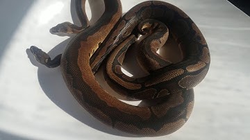 MAGMA Ball Python Project at Hissy Fit Reptiles!!!