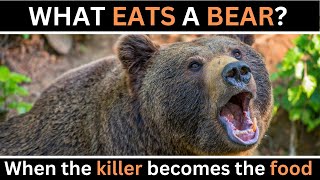 What Eats A Bear? Predators Of Grizzly Bears