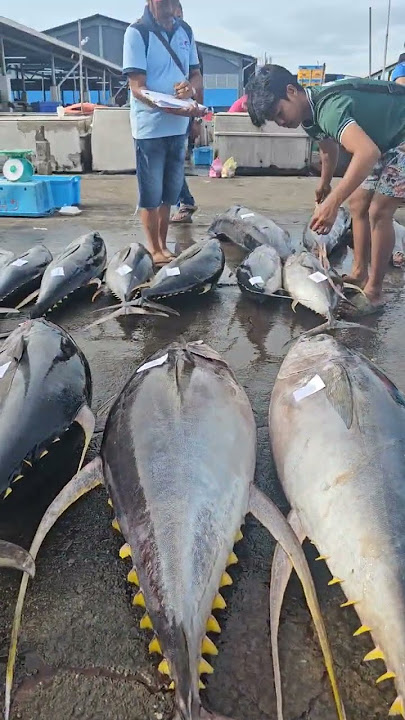 Tuna Loading size 30kg Up #music #song #tuna #japan #asia #malaysia #sabah #kotakinabalu