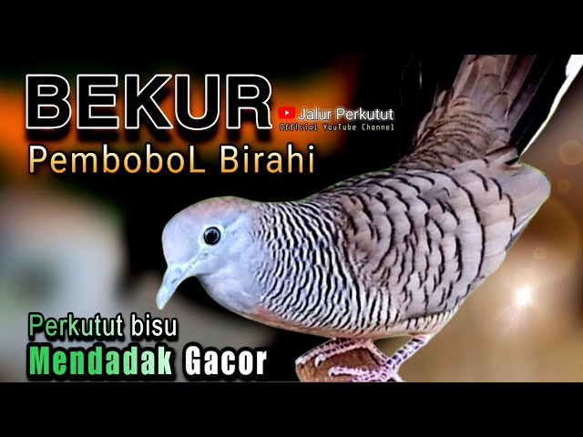 PERKUTUT LOKAL GACOR suara besar - MENEKAN BUNYI (JEBOL BIRAHI PERKUTUT) LANGSUNG NYAUT💯%SUPER AMPUH class=