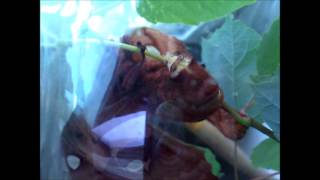 Antheraea Polyphemus Oviposition