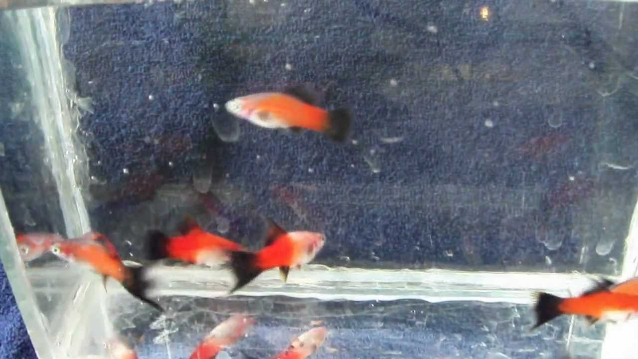 Мальки меченосцев 1 день Мальки меченосцев 1 день