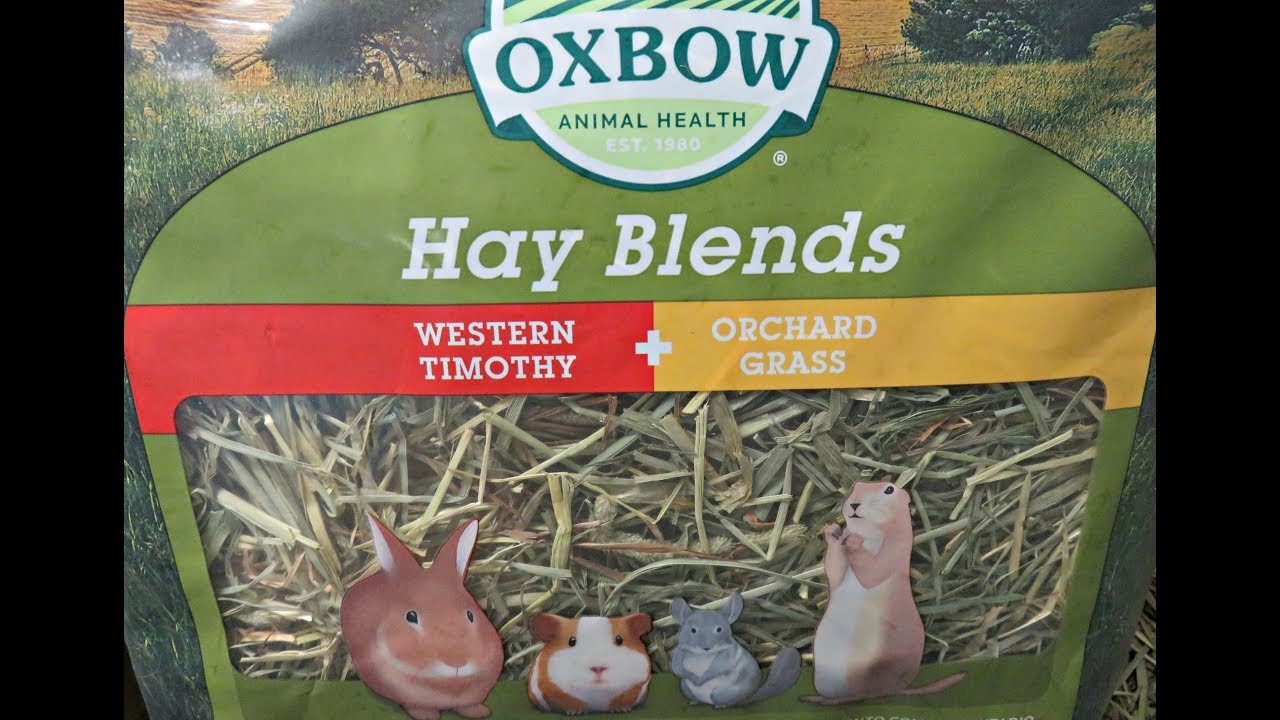 types of hay for guinea pigs