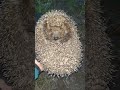 ЁЖ 🦔 НОЧНОЙ ХИЩНИК